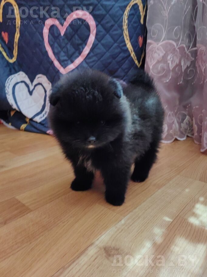 Померанский шпиц