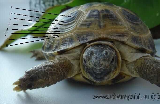 Черепаха рост. Среднеазиатская красноухая черепаха. Среднеазиатская черепаха панцирь. Возраст красноухой черепахи. Панцирь самца красноухой черепахи.