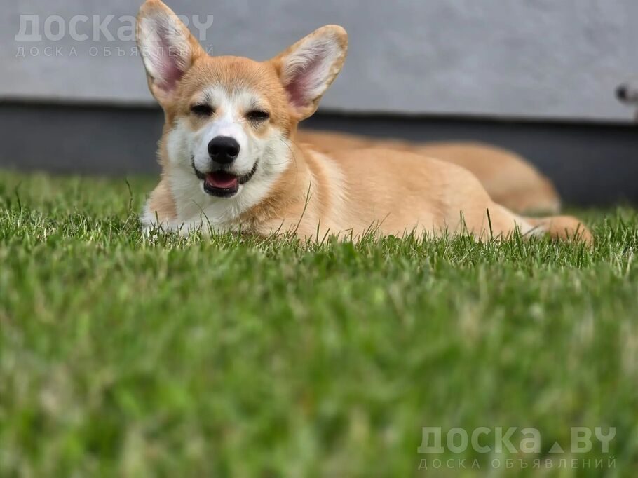 Вельш корги пемброк