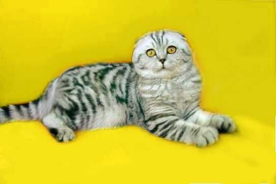 Вислоухий Мраморный кот
