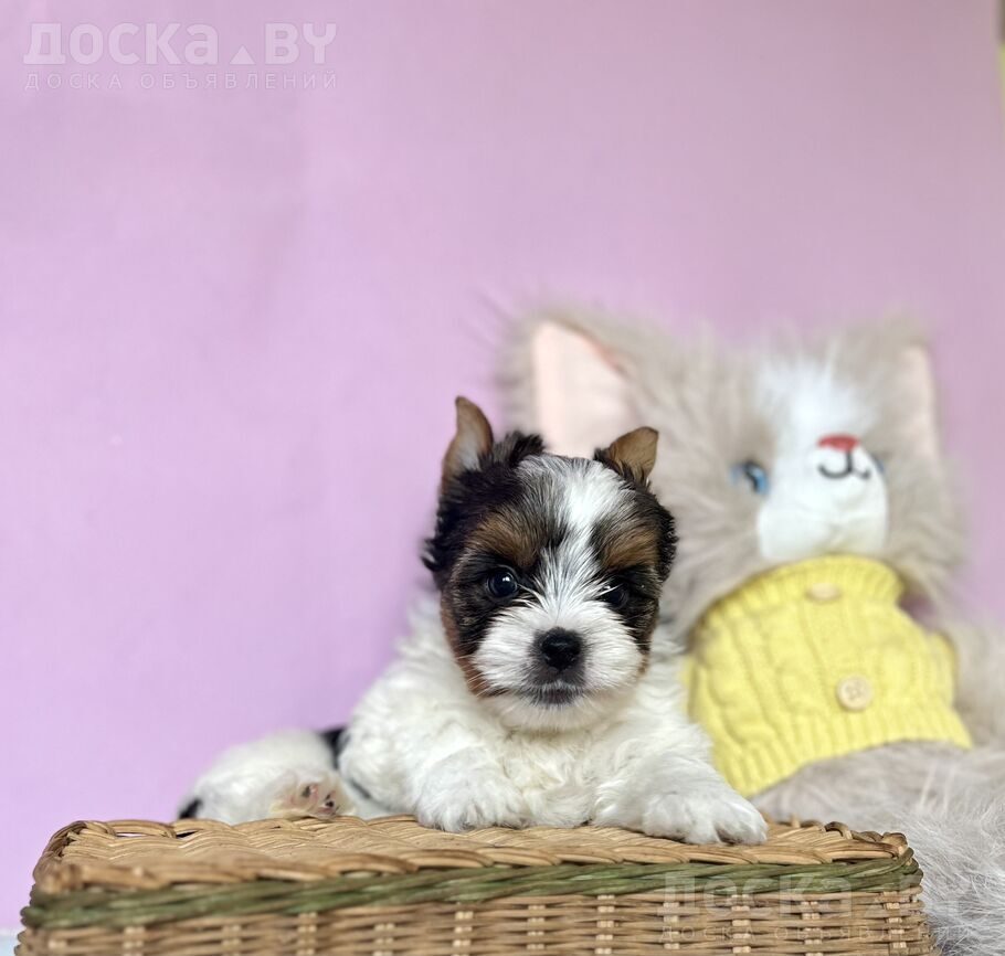 Йоркширский терьер