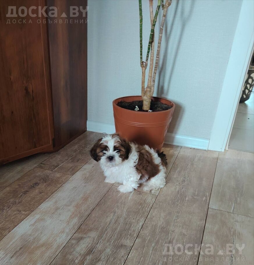 Ши-тцу