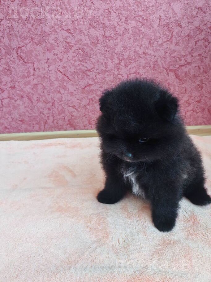 Померанский шпиц