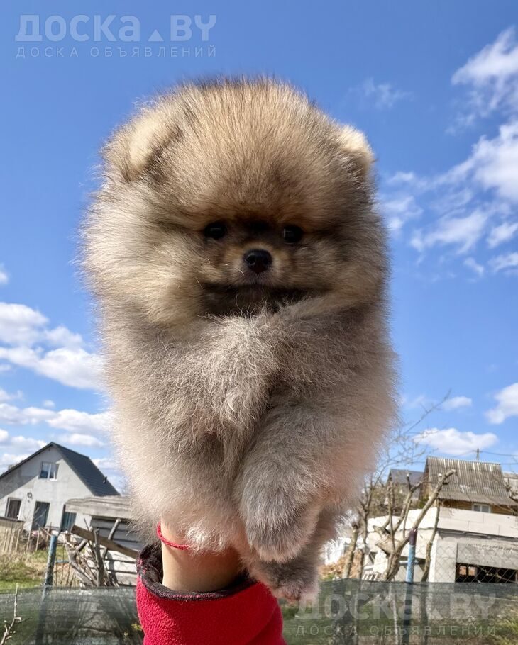 Померанский шпиц