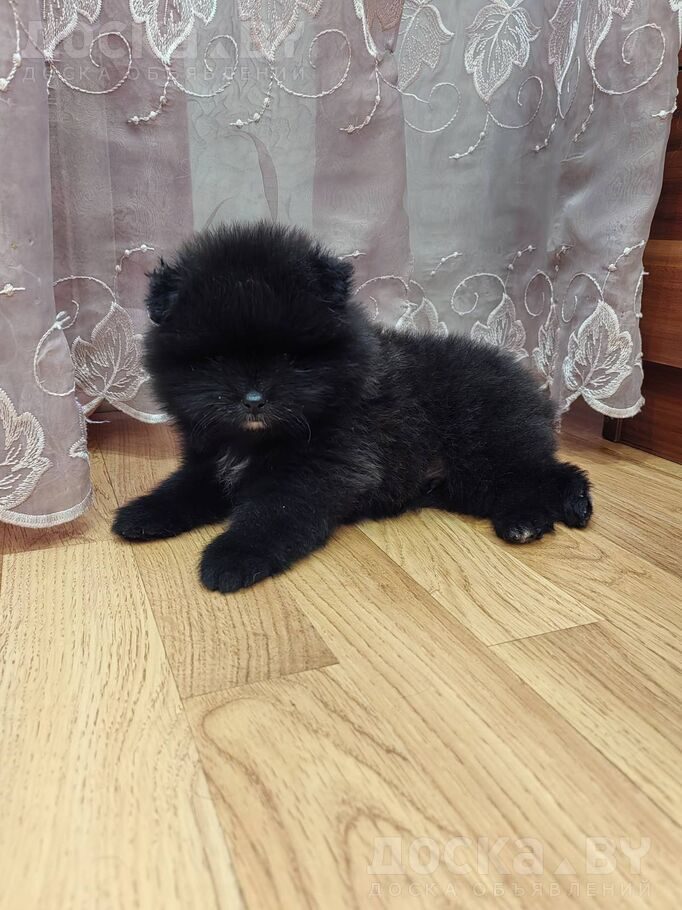 Померанский шпиц
