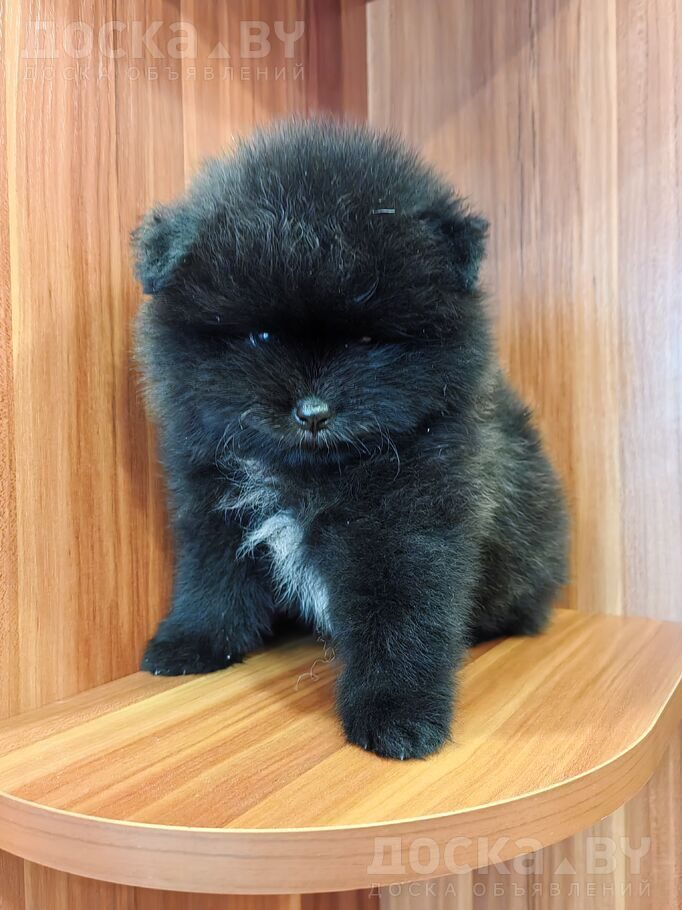 Померанский шпиц