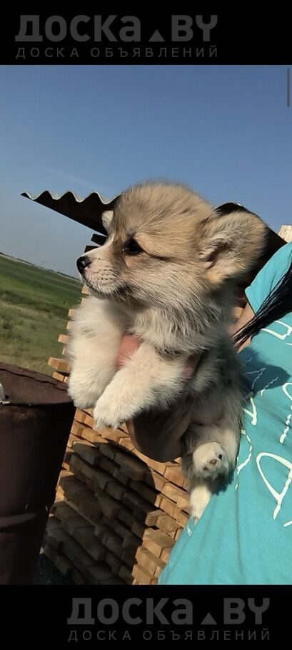 Вельш корги пемброк