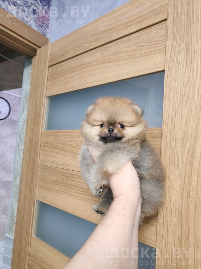 Померанский шпиц