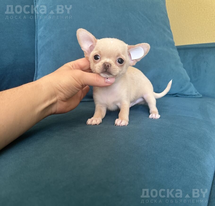 Чихуа-хуа