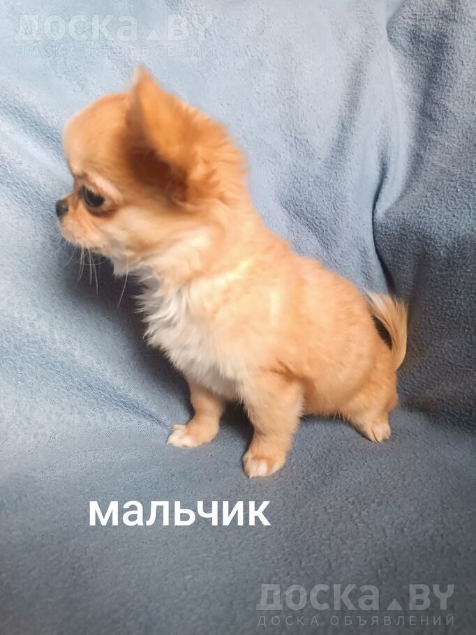 Чихуа-хуа