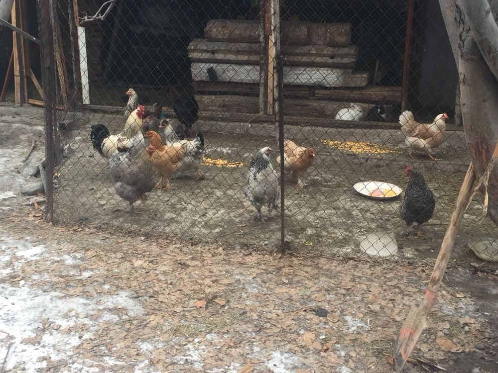 Молодые домашние курицы с петухом 8 месячные