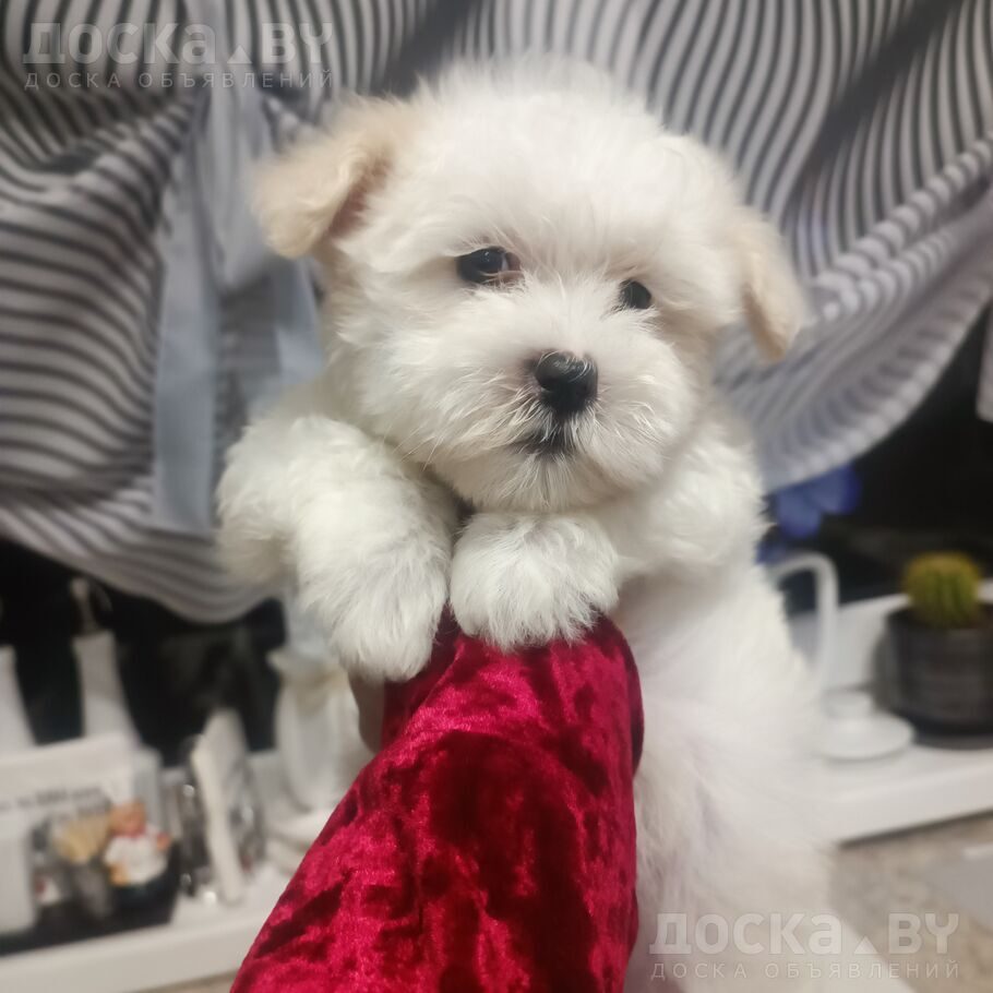 Мальтийская болонка
