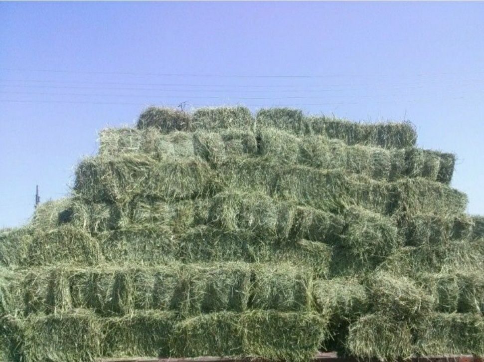 Купить Сено В Тюках Владимирская Область