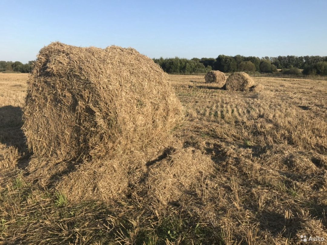 Силос солома сено. Вес рулона соломы. Масса рулона с соломой. Поделки из рулонов соломы на поле. Размер рулона соломы круглого.