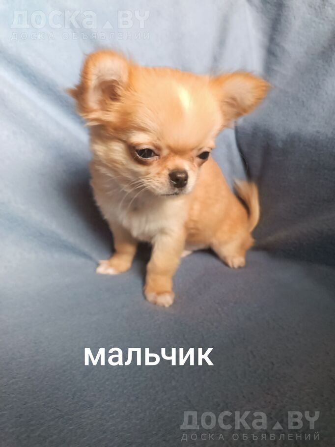 Чихуа-хуа