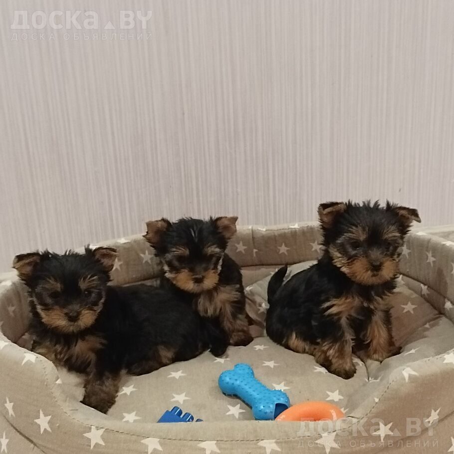 Йоркширский терьер