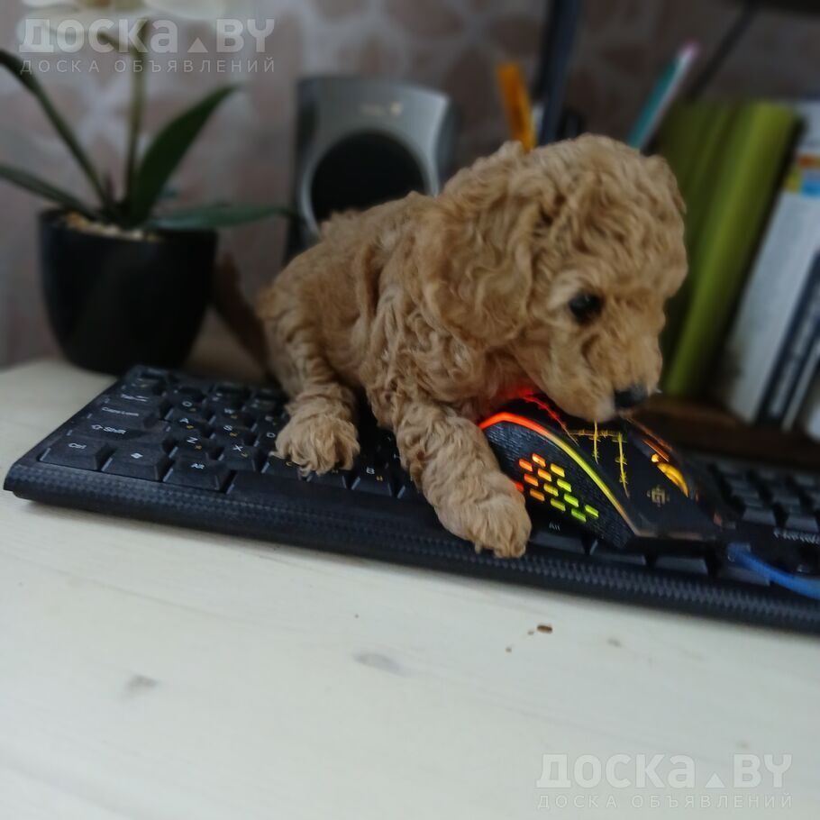 Той-пудель