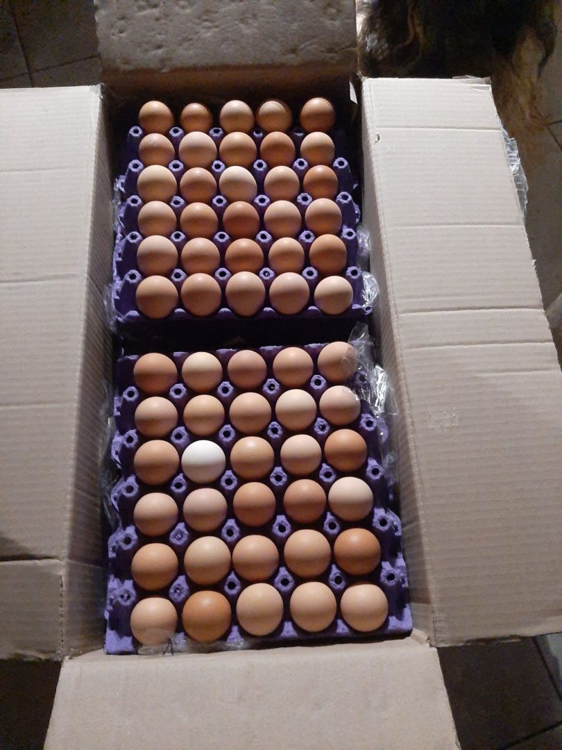 Яйцо доминанты купить. Инкубационное яйцо Доминант. 9355982 Ломанн ЛСЛ Классик 1993 5061, 5707 кросс яичные. Доминант яичный кросс. Инкубационное яйцо Доминанта купить.