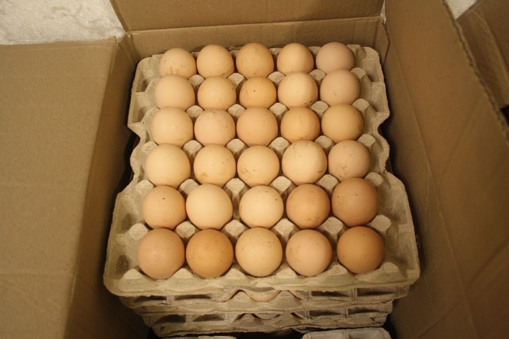 Авито яйцо бройлера. Инкубационное яйцо Росс 308. Кобб 700 инкубационное яйцо. Бройлер инкубационное яйцо синяя коробка. Росс 308 Польша.