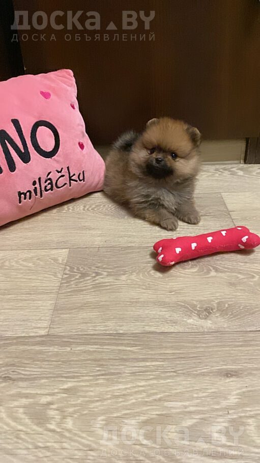 Померанский шпиц