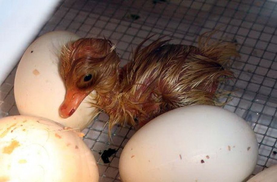 Сколько куры высиживают яйца до вылупления