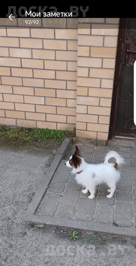 Папильон