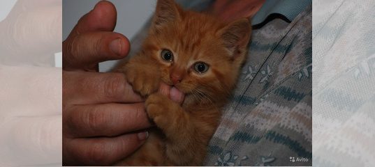 На Авито Выкладывают Не Свои Фото Котят