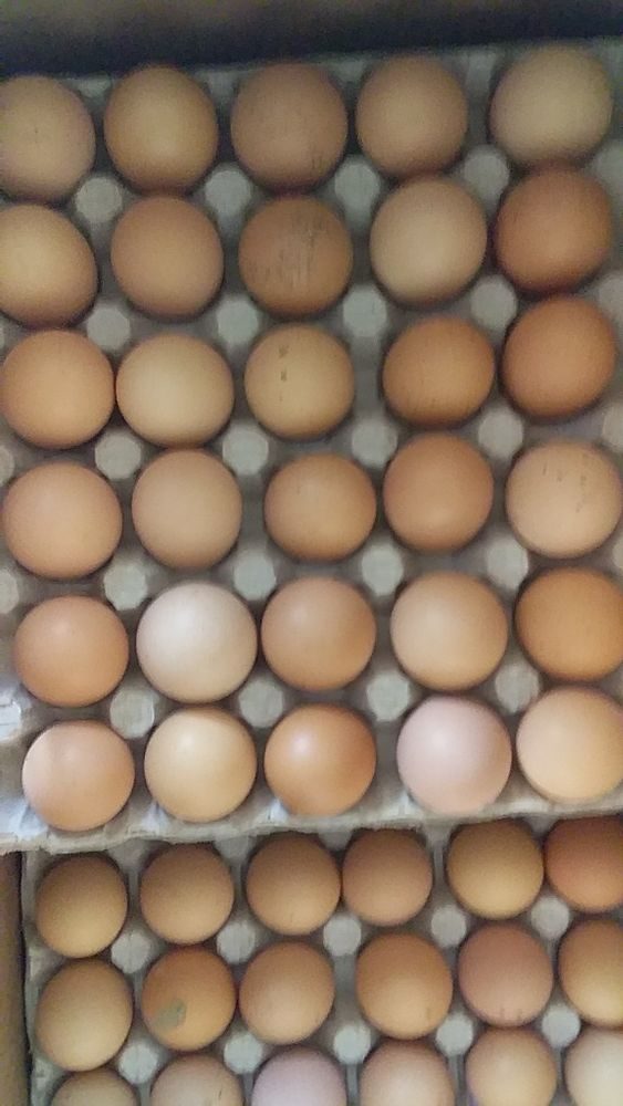 Купить яйцо инкубационное алтайский. Инкубационное яйцо Гриз бар. Яйцо инкубационное Брама. Инкубационное яйцо кур Брама. Гриз бар Венгрия инкубационное яйцо.