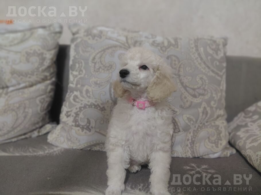 Карликовый пудель
