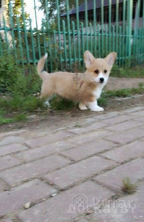 Вельш корги пемброк