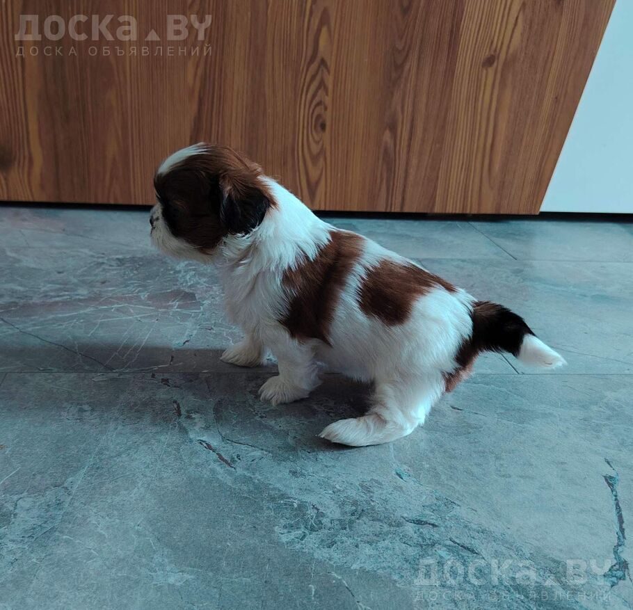 Ши-тцу