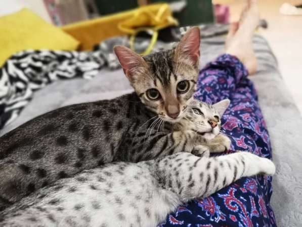 Кошки Мау Фото Цена