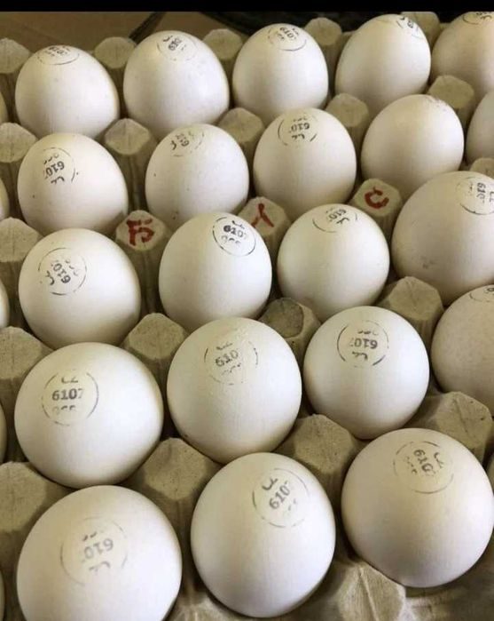 Купить яйцо инкубационное в нижегородской. Сколько стоит инкубационное яйцо пингвина.