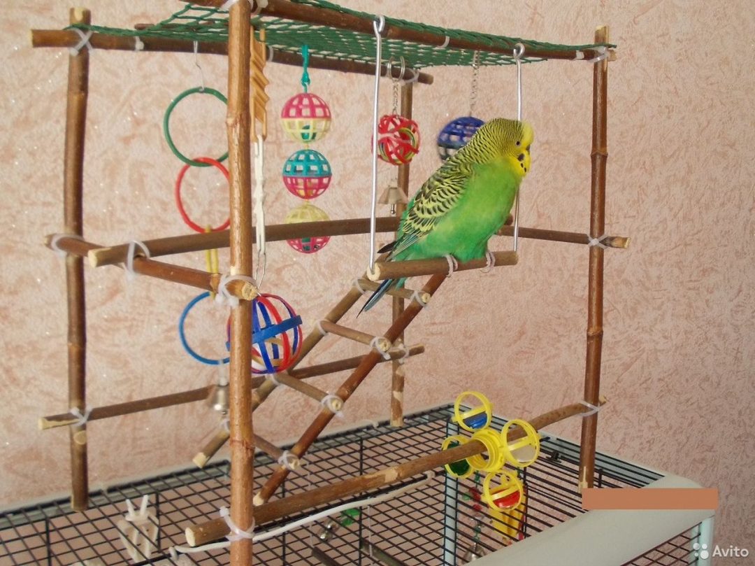 Самодельный попугай
