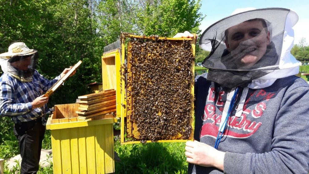 Купить пчелопакеты в воронежской области. Пчелопакет. Оптимальное время для покупки пчелопакетов. Как развивать пчелопакеты весной правильно.