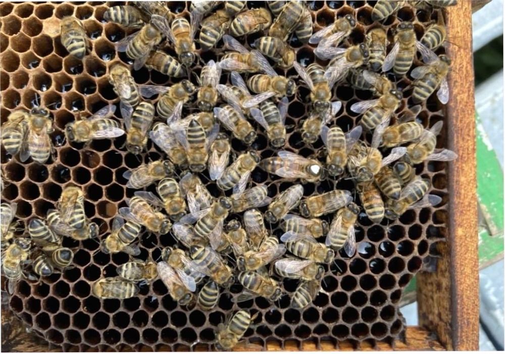 Породы пчел купить. Пчеломатка Карпатка. Пчеломатка Карника. Матка Карника, Карпатка ,Бакфаст. Пчелопакеты Карника.