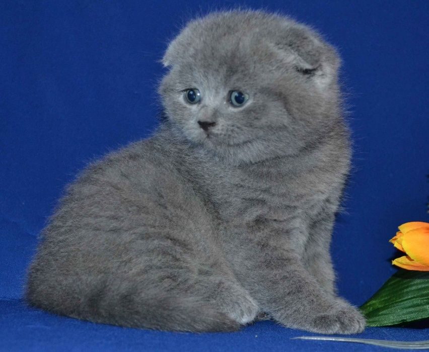 Шотландская вислоухая кошка окрасы с фото и названиями