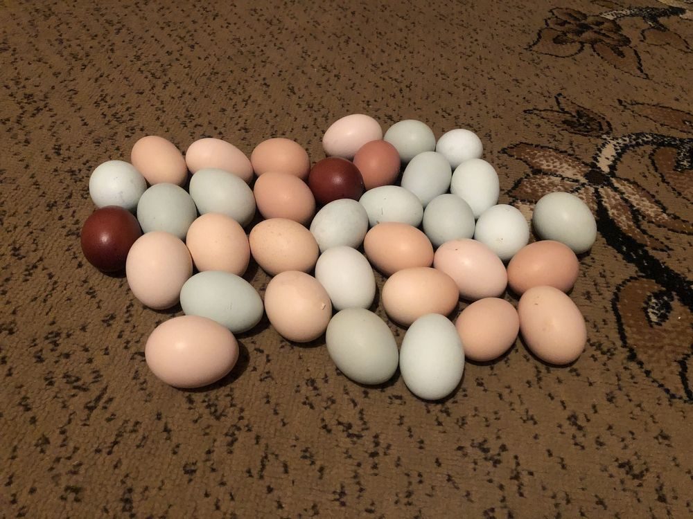 Купить яйцо инкубационное в нижегородской. Инкубационное яйцо купить. Купить инкубационные яйца лебедя. Сколько стоит яйцо амирауканов. Купить инкубационное яйцо в Железногорске Курской области.