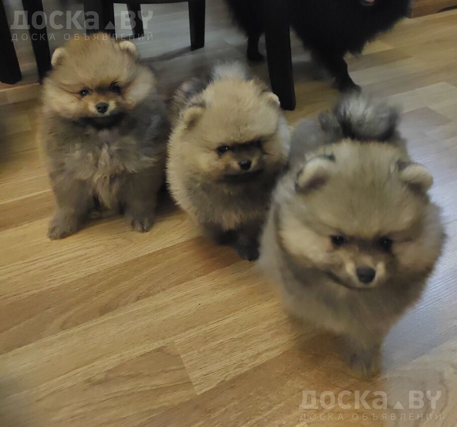 Померанский шпиц