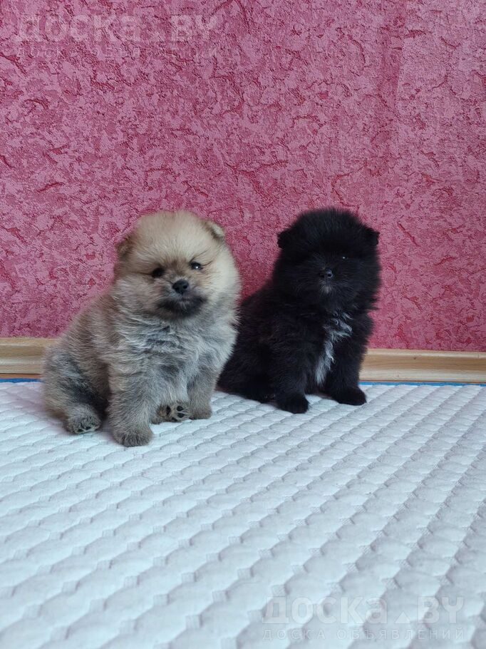 Померанский шпиц