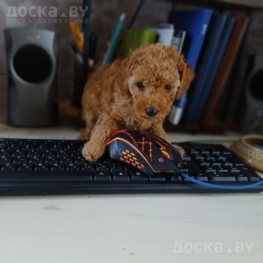 Той-пудель