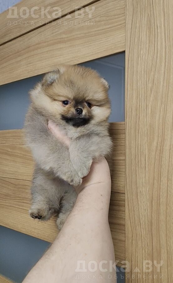 Померанский шпиц