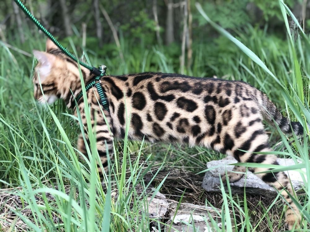 Бенгальский Кот Купить В Ростове На Дону