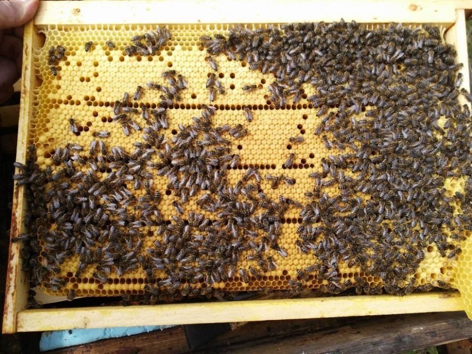 Пчелосемьи купить воронежская. Пчелопакеты Карпатка. Пчелопакеты украинской Степной пчелы. Расплод пчел Карпатка. Пчелопакеты Алиса.