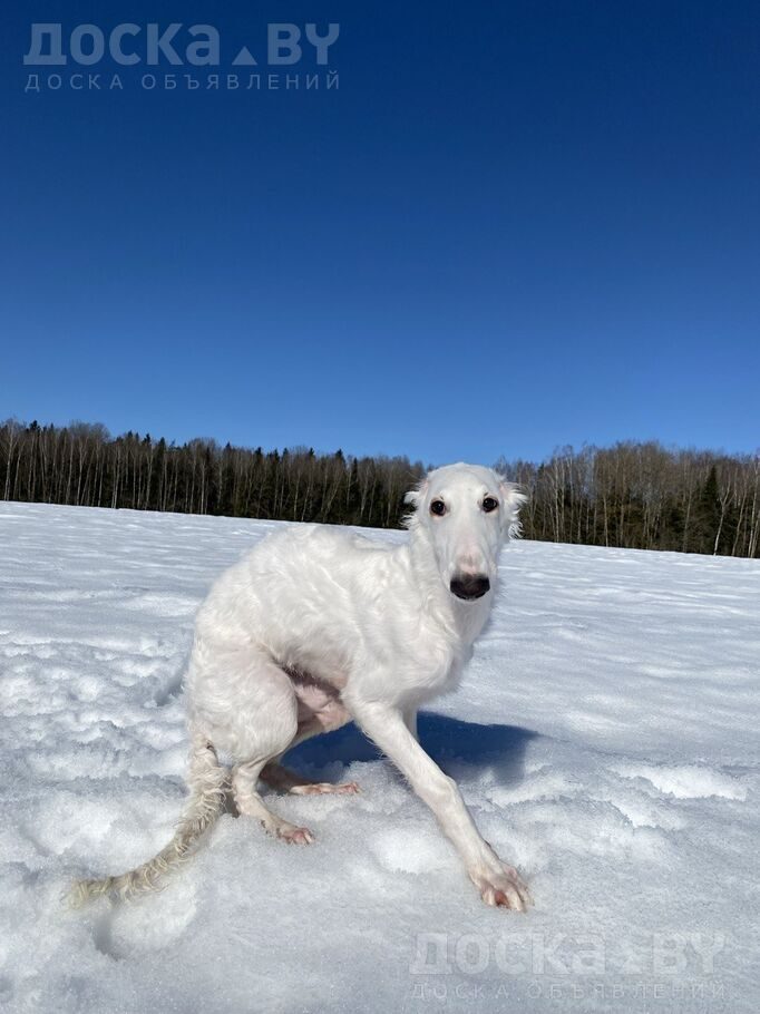 Русская борзая
