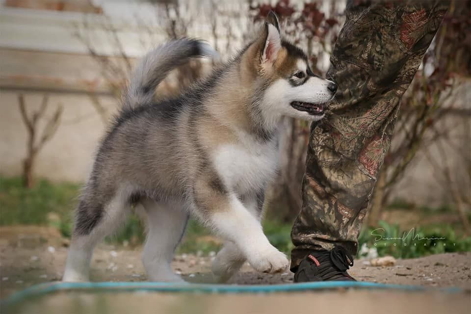 Маламут клуб самара