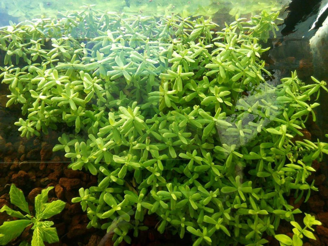 Хедиотис зальцмана аквариумное растение фото