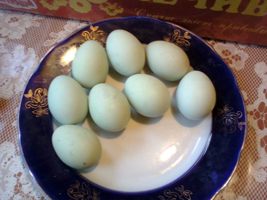 Купить инкубационное яйцо в свердловской области. Инкубационное яйцо амеруакан. Люкейданцзы. Яйцо Амераукана купить. Люкейданцзы куры фото.