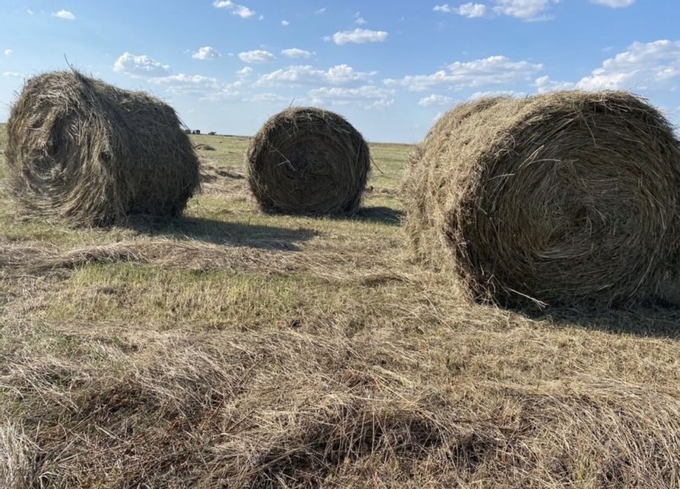 Купить Сено В Тюках Владимирская Область