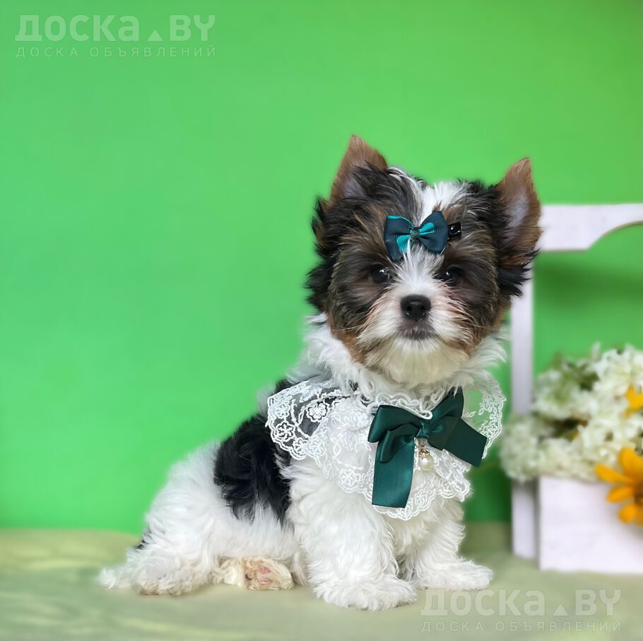Йоркширский терьер